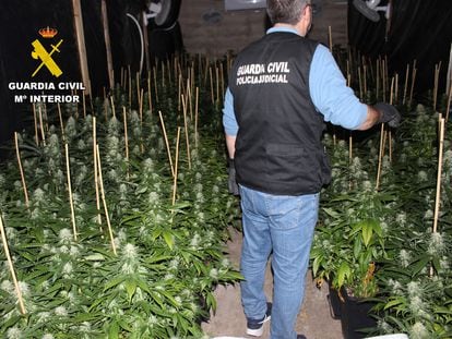 Agentes de la Guardia Civil desmantelan un punto de producción ilegal de marihuana en Fuentes Álamo (Murcia).