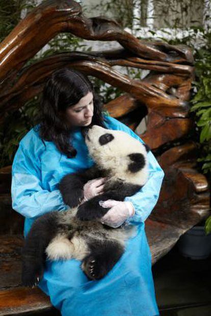 Una joven abrazando a un oso panda en Chengdú.