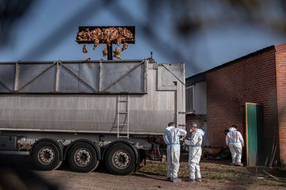 Retirada de los cadáveres de las miles de gallinas sacrificadas en una granja de Íscar (Valladolid) por un brote de gripe aviar en febrero.