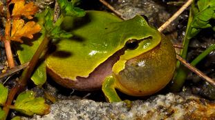 La ranita de San Antón, llamada 'Hyla Molleri'. Los anfibios son unas de las familias más vulnerables frente al cambio climático.