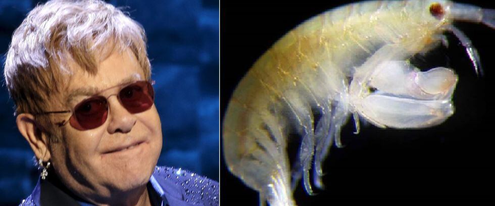 Elton John y el crustáceo Leucothoe eltoni.