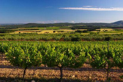 Viñedos de la bodega Rafael Cambra.