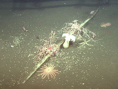 Marine animals colonizing a 3.2 cm diameter submarine fiber cable in Half Moon Bay.  Photo distributed by scientists at the Monterey Bay Aquarium Research Institute.
