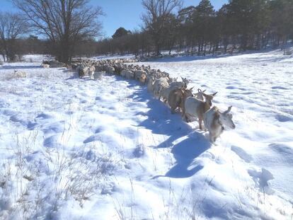 Cabras en una explotación de Toledo el pasado día 11 de enero, durante el temporal de nieve.