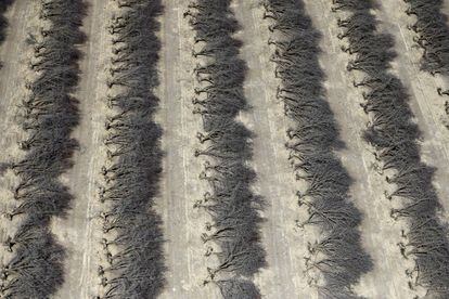 Un campo de almendros muertos por la sequía en Coalinga en el Central Valley de California, Estados Unidos.