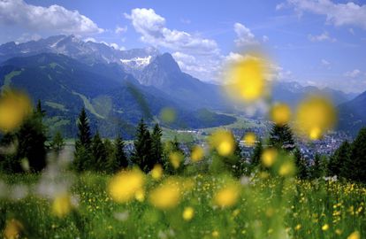 Flores amarillas frente a los Montes de Mieming y del Wetterstein Garmisch-Partenkirchen.