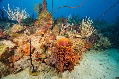 Varias especies de coral en los mares de la República Dominicana.