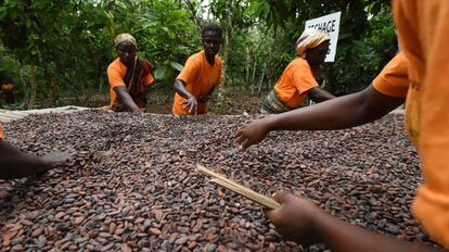Mujeres de una cooperativa de cacao en Costa de Marfil.