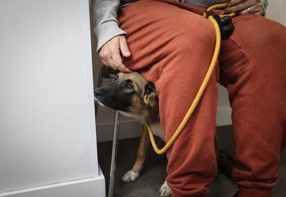 La perrita Cala espera para ser revisada en la clínica veterinaria Labrador de Madrid.