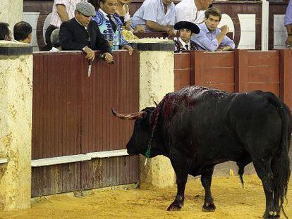 El segundo toro del diestro Salvador Vega, que tuvo que ser apuntillado en la plaza de la Malagueta el pasado viernes tras tres avisos.