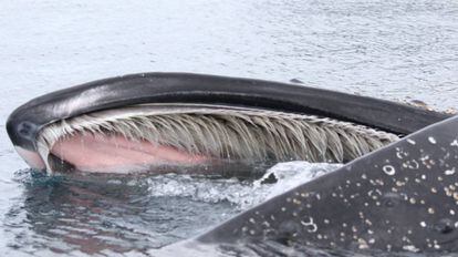 Una ballena jorobada, en la Antártida.