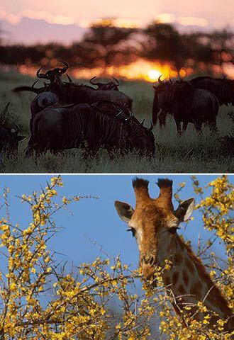 Un grupo de ñúes y una jirafa, en el parque nacional Kruger de Suráfrica.