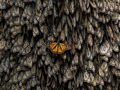 Una de las fotos galardonadas con el World Press Photo. En la Reserva de la Biosfera de la Mariposa Monarca en Michoacán (México), un ejemplar recién llegado estira las alas mientras maniobra para hacerse un hueco entre los demás para pasar la noche.