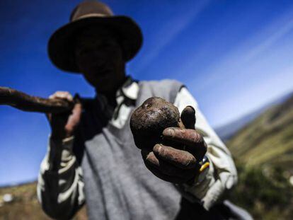 Un campesino de Castillapata sostiene la papa en primer plano.