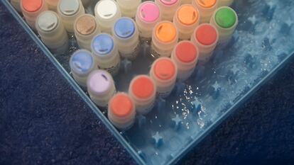 Muestras congeladas de esperma de rinoceronte blanco del norte y de otras especies en el Frozen Zoo de San Diego.