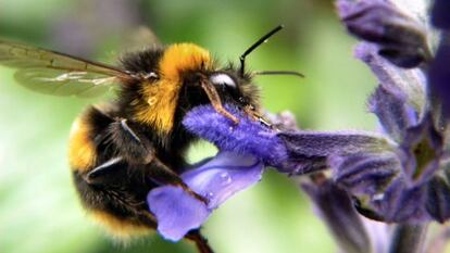Un abejorro busca néctar en una flor.