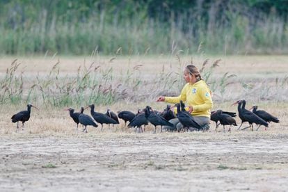 One of the foster mothers spends time with the flock of ibis.