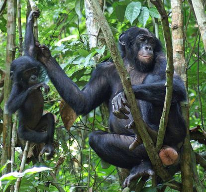 Una hembra de bonobo con los genitales hinchados.