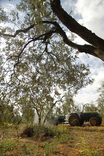 Un trabajador fumiga con abono líquido una finca de olivar en la localidad sevillana de Pilas.