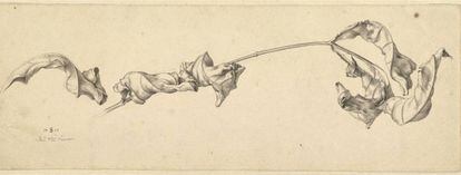 El dibujo &#039;Rama con hojas secas&#039;, de Julius Schnorr von Carolsfeld.