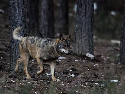 Lobo en semilibertad en el Centro del lobo ibérico de Castilla y León, en Robledo (Puebla de Sanabria).