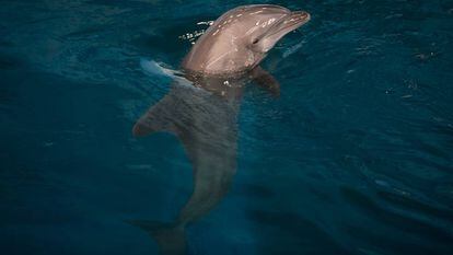 Els experts, reticents davant d’un santuari de dofins a la Costa Brava
