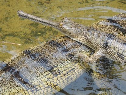 Gavial ('Gavialis gangeticus').