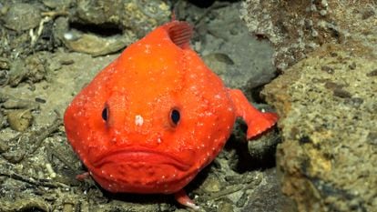 Chaunaux fish, one of the species discovered on the expedition.