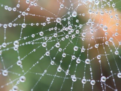 Cobweb covered in dew during heavy fog - Repsol - Las telas de araña - Los materiales del futuro