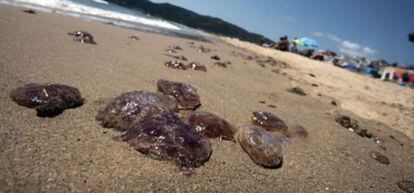 Medusas en la playa de Getares, en Algeciras (C&aacute;diz).