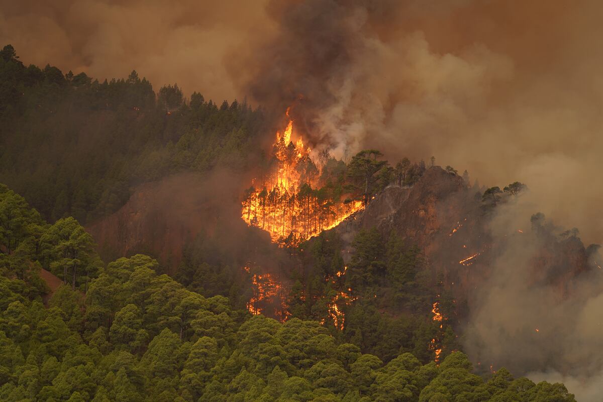 El incendio forestal de Tenerife está “fuera de control” y afecta a 800 hectáreas | España