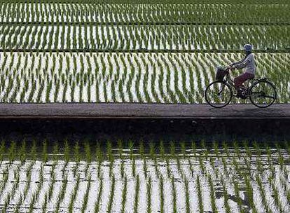 El arroz ha sido el último de los productos de consumo que se han encarecido notablemente.