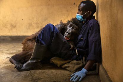 Un selfi hizo famosa a la gorila Ndakasi en 2019. Lo había tomado Andre Bauma, guardabosque del parque nacional de Virunga, en la República Democrática del Congo, que rescató al primate cuando tenía dos meses tras perder a sus padres a manos de cazadores furtivos. Esta imagen también dio la vuelta al mundo. Murió en brazos de su cuidador el 26 de septiembre.