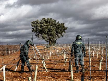 En la imagen, miembros del Seprona buscan entre los campos de viñedos posibles infraestructuras de riego camufladas o escondidas.