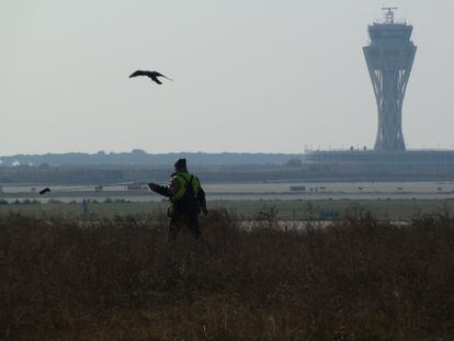 Servicio control de aves en el aeropuerto de El Prat (Barcelona) mediante un halcón adiestrado.