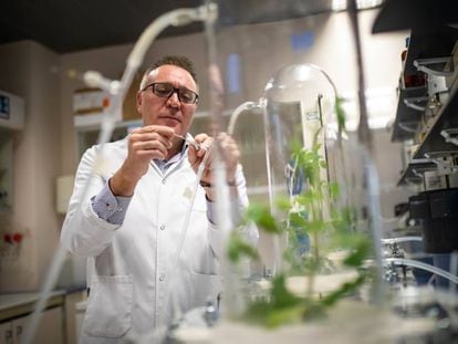El científico Emilio Benítez realiza un experimento con tomates en la Estación Experimental del Zaidín del CSIC.