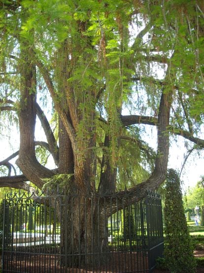 El ahuehuete del Retiro es uno de los árboles más antiguos de la ciudad de Madrid. |