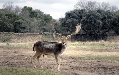 Un gamo en el parque de El Pardo, en Madrid.