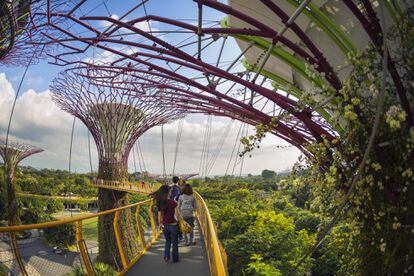 El nuevo icono de Singapur es su bosque de superárboles (Supertree Grove), 18 estructuras gigantescas de hormigón y metal cubiertas de plantas.