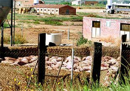 Fosa donde se han apilado los cerdos sacrificados en la granja de Soses (Lleida) para su inhumación.