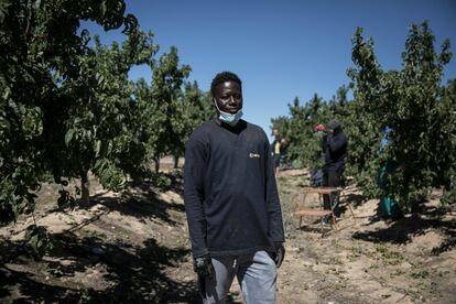 Aboubacar, de Costa de Marfil, en la finca de Torre Molins dedicada a las nectarinas.