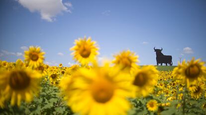 El toro de Osborne, en un campo de girasoles.