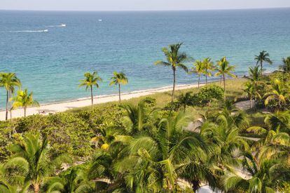 Las palmeras en Bal Harbour Beach.