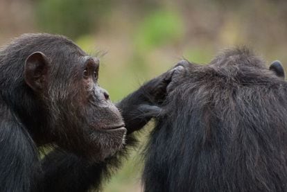 Los chimpancés machos optan por la coerción sexual para ser padres.