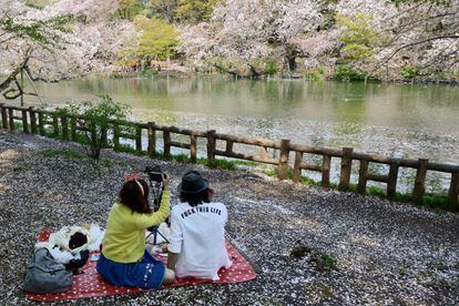 Cuando los cerezos florecen los japoneses se vuelven más alegres y hospitalarios que nunca. Si tenemos la suerte de asistir a esta fiesta tradicional de primavera, veremos cómo pierden la sobriedad y la seriedad que los caracteriza y agasajan a los visitantes con sake, cerveza y tentempiés. Puede que incluso nos inviten a participar en un karaoke. Dos de los mejores sitios para unirse a la juerga son Ueno-kōen, en Tokio, y Maruyama-kōen, en Kioto.