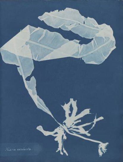 Alaria esculenta, de la Parte XII de Photographs of British Algae- Cyanotypes Impressions, 1849-1850