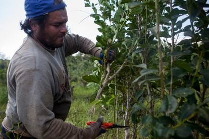 Un trabajador rural cosecha hojas de un arbusto de yerba mate, en la provincia nororiental argentina de Misiones, el 27 de agosto de 2015.