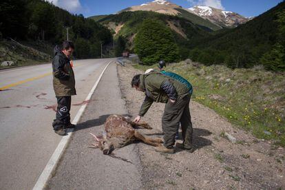 Guardaparques inspeccionan el cadáver de un huemul atropellado, al borde de una carretera en el Parque Nacional Cerro Castillo.