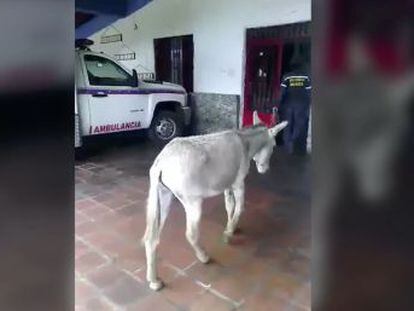 Dos bomberos han sido detenidos por publicar un vídeo en el que a un burro le ponen de nombre Maduro