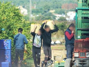 Algunas de las personas que eran explotadas en Onda (Castellón) trabajando en el campo.